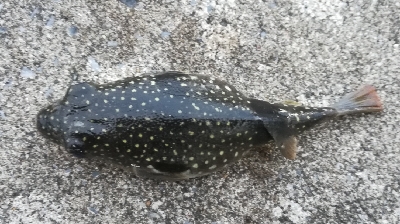 アジンガー1815〜1935