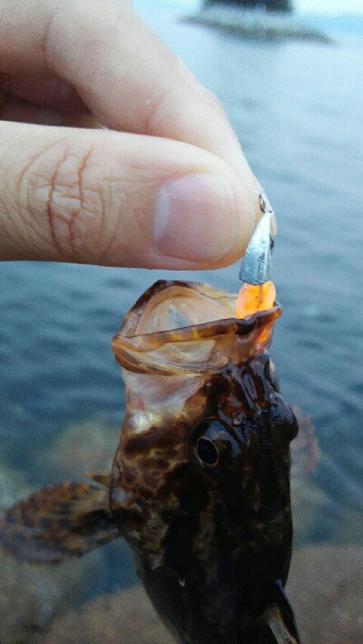 2019年7月2日釣行in伊崎漁港周辺