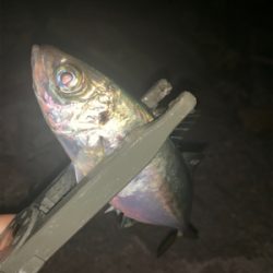 多魚種釣れました(^^)