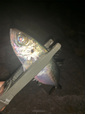 多魚種釣れました(^^)