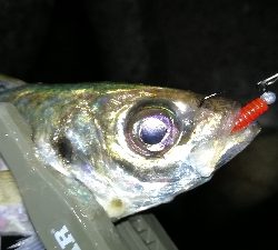 ナイトアジング