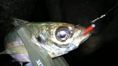 ナイトアジング