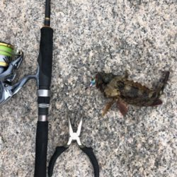 ガシラがつりたいわけじゃ‥。