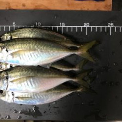 メクリアジ  須磨  純栄丸