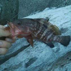 立て続けににキジハタ2匹、ヒラメが釣れました!