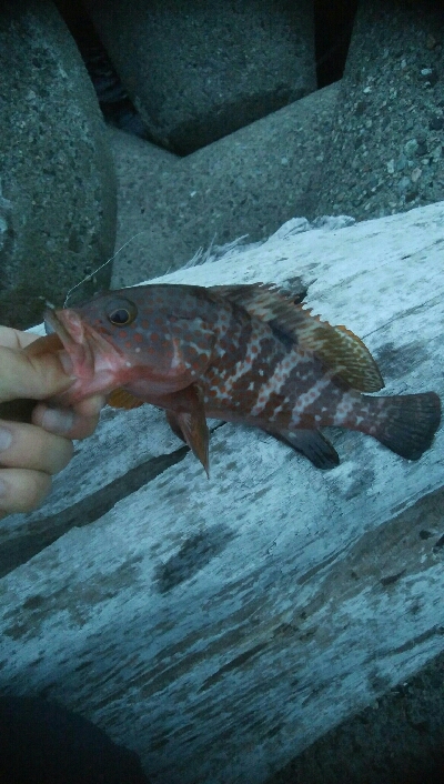 立て続けににキジハタ2匹、ヒラメが釣れました!