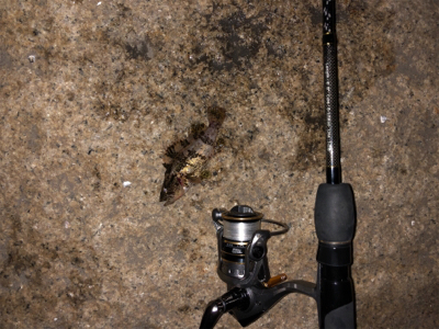 アジが釣りたいのにーーーー