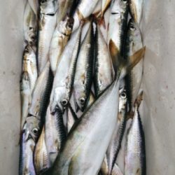 サビキにノマセ