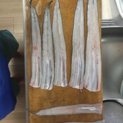 夜釣り楽し過ぎ!