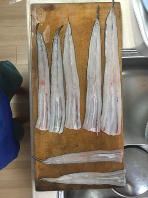 夜釣り楽し過ぎ!