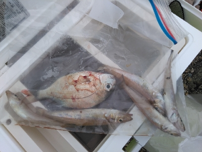 小さくても真鯛