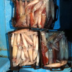 イカメタルでマイカラッシュ