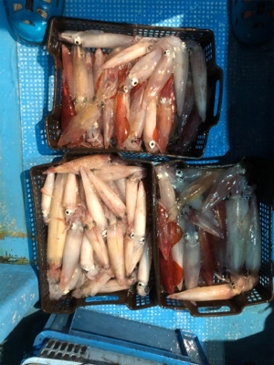 イカメタルでマイカラッシュ