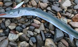 爆風トップゲーム