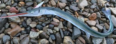 爆風トップゲーム