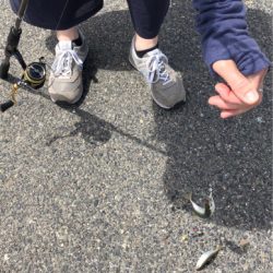 ジグサビキでツバス、豆アジ、マイワシ