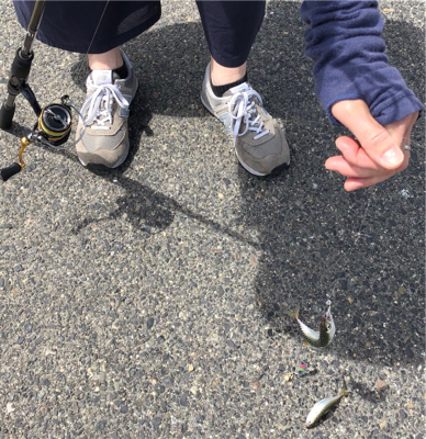 ジグサビキでツバス、豆アジ、マイワシ