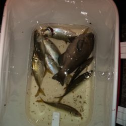 テトラでウキ釣り