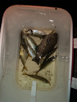 テトラでウキ釣り