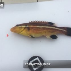 ベララッシュの締めくくりは中鯖