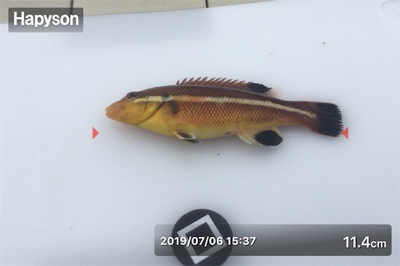 ベララッシュの締めくくりは中鯖