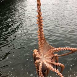 タコシーズン開幕