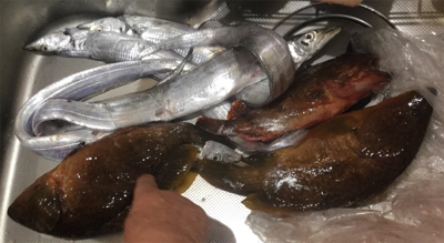 博多湾 タチウオ