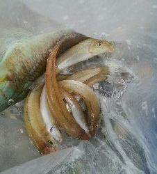 1年ぶりのキス釣り!!