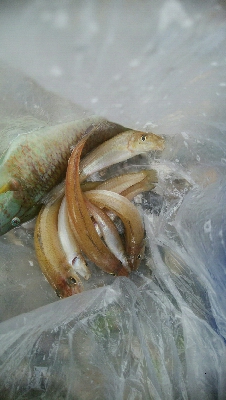 1年ぶりのキス釣り!!