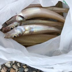 キス釣り 富山県 新湊マリーナ 滑川漁港 ちょい投げ キス 陸っぱり 釣り 魚釣り 釣果情報サイト カンパリ