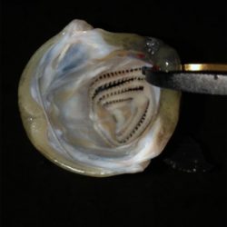 青物楽しー！！