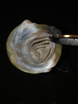 青物楽しー！！