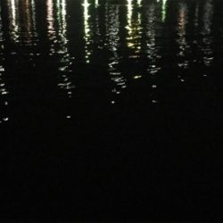 久しぶりの、ええアジ！