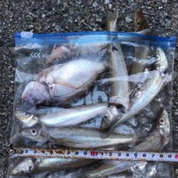 木材港キス釣り(^^)