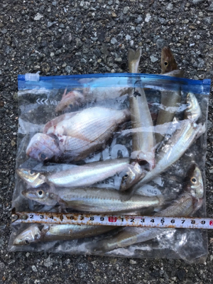 木材港キス釣り(^^)