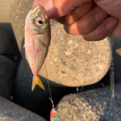 タコ釣れないので、アジ！