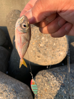 タコ釣れないので、アジ！