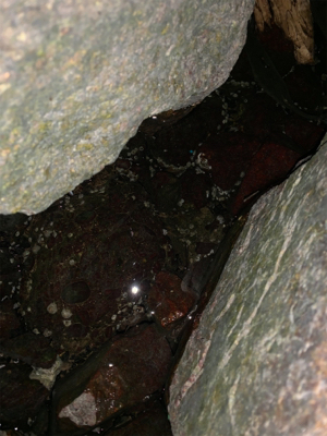 夕方からうなぎ釣り