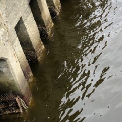 デイアジング 成立豆から良型