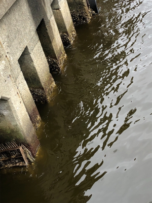 デイアジング 成立豆から良型