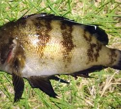 アジンガー1810〜1940