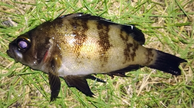 アジンガー1810〜1940