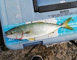 ツバス。色々な釣り方で。