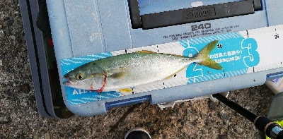 ツバス。色々な釣り方で。