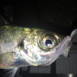 Fシステム-アジング