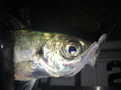 Fシステム-アジング