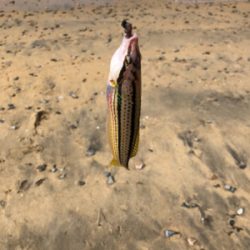 ちょい投げベラ釣り