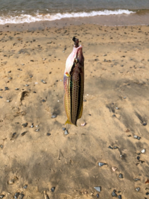 ちょい投げベラ釣り