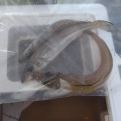 小さくてもホウボウ