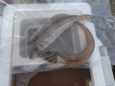 小さくてもホウボウ